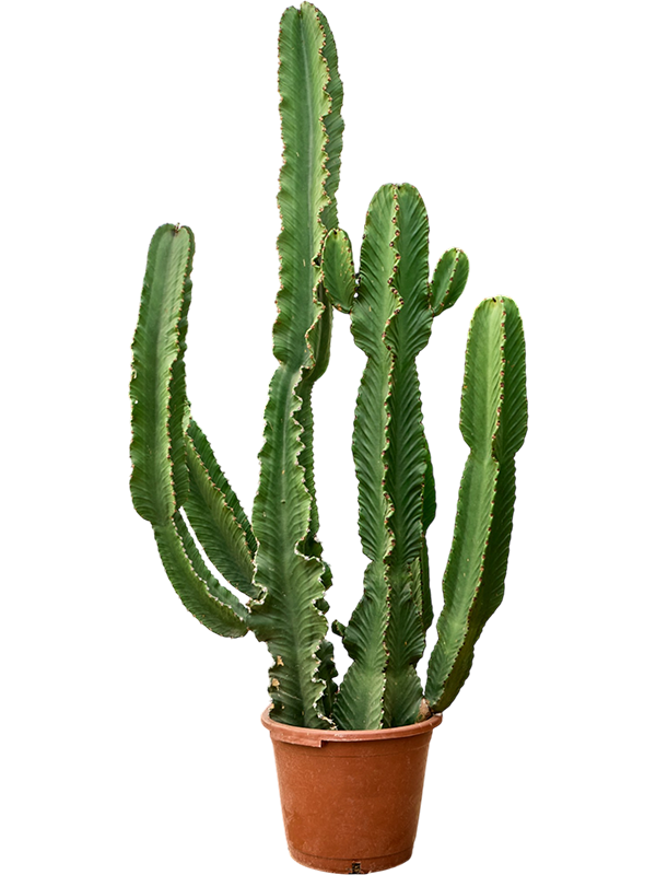 Euphorbia ingens (100-120)