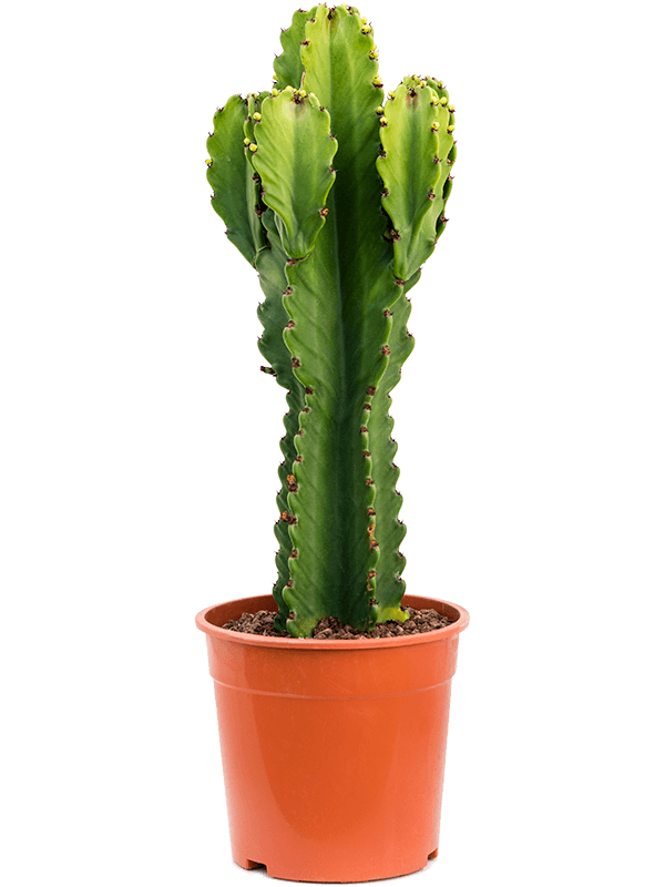 Euphorbia ingens