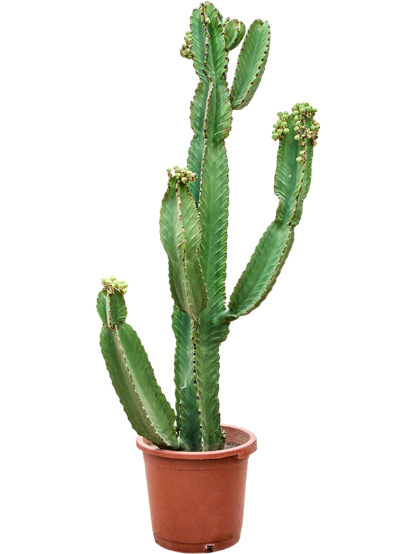 Euphorbia ingens (100-120)