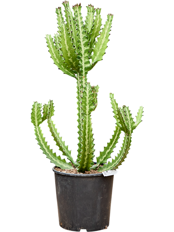 Euphorbia lactea