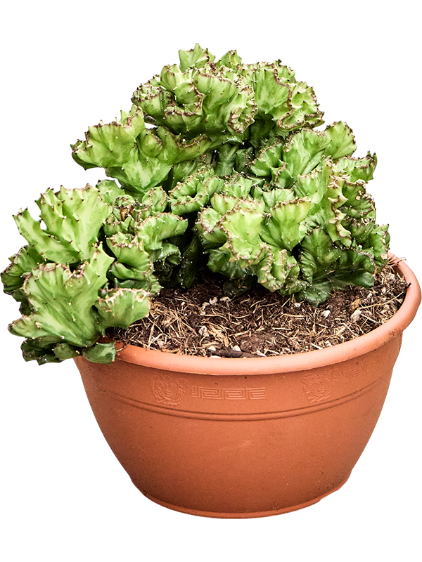Euphorbia lactea