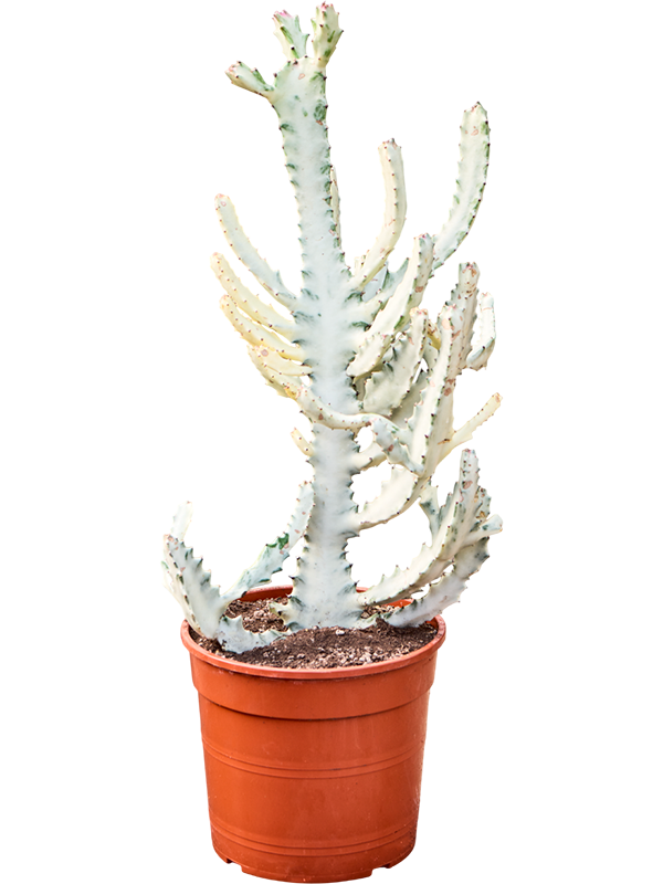 Euphorbia lactea 'Ghost'