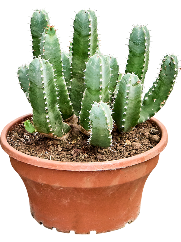 Euphorbia resinifera