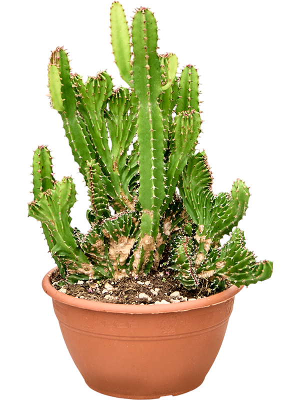 Euphorbia triangularis crestata