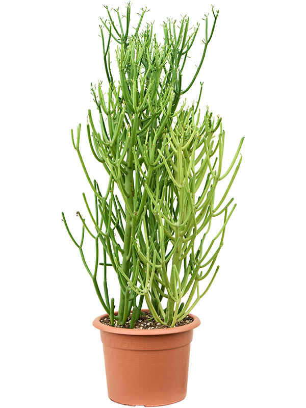 Euphorbia tirucalli (80-100)