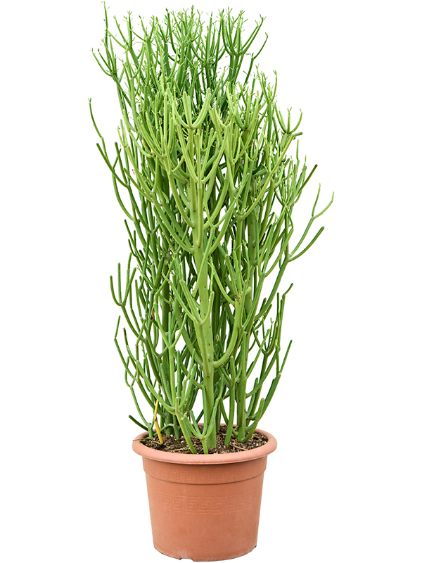 Euphorbia tirucalli (100-120cm)
