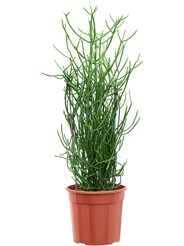 Euphorbia tirucalli