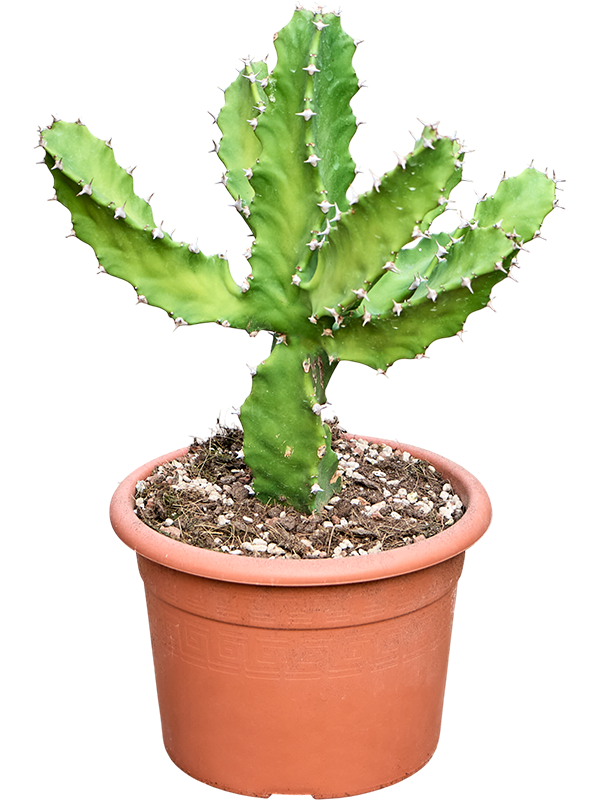 Euphorbia tortilis