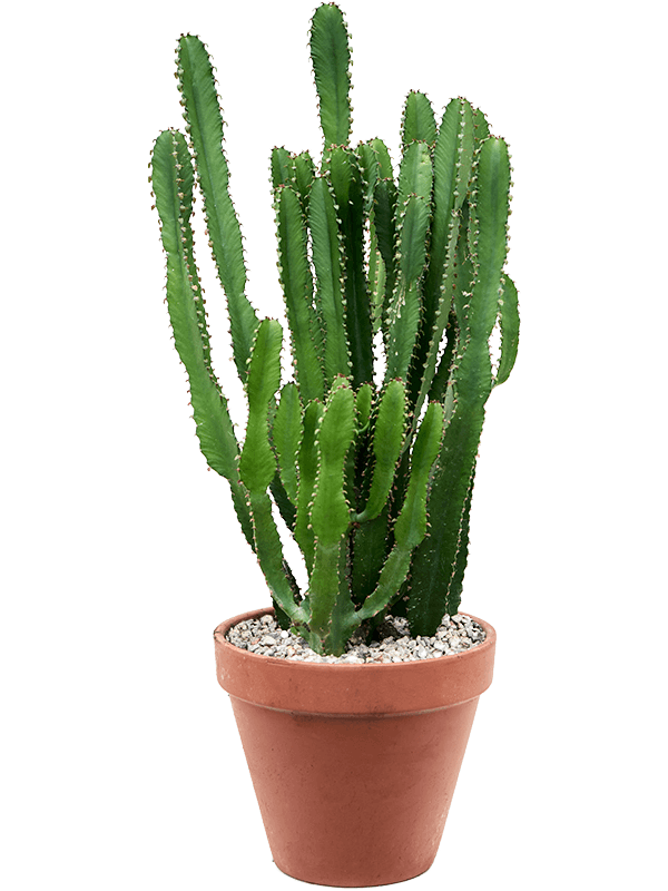 Euphorbia triangularis