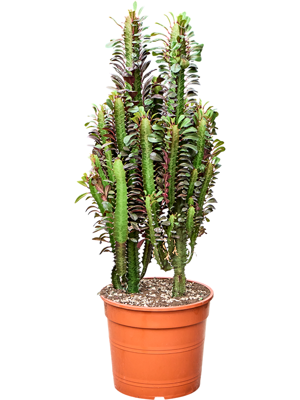 Euphorbia trigona 'Rubra'