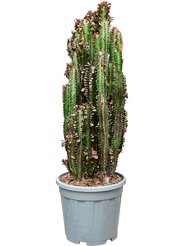 Euphorbia trigona 'Rubra'