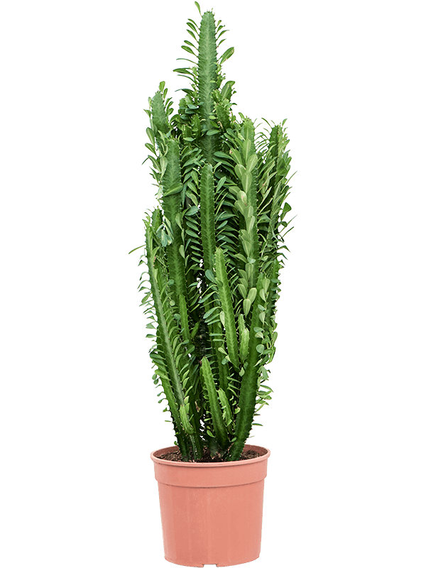 Euphorbia trigona