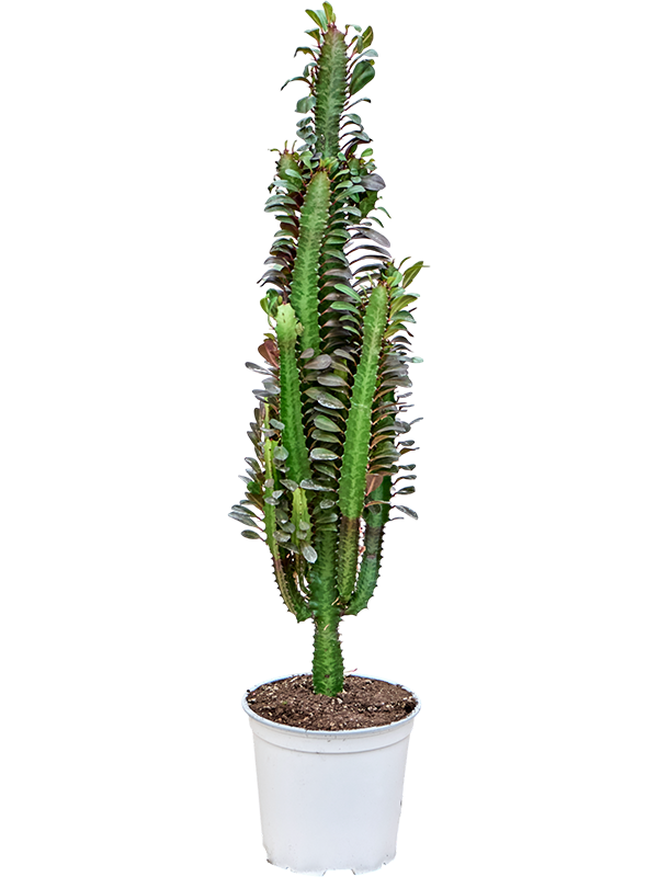 Euphorbia trigona 'Rubra'