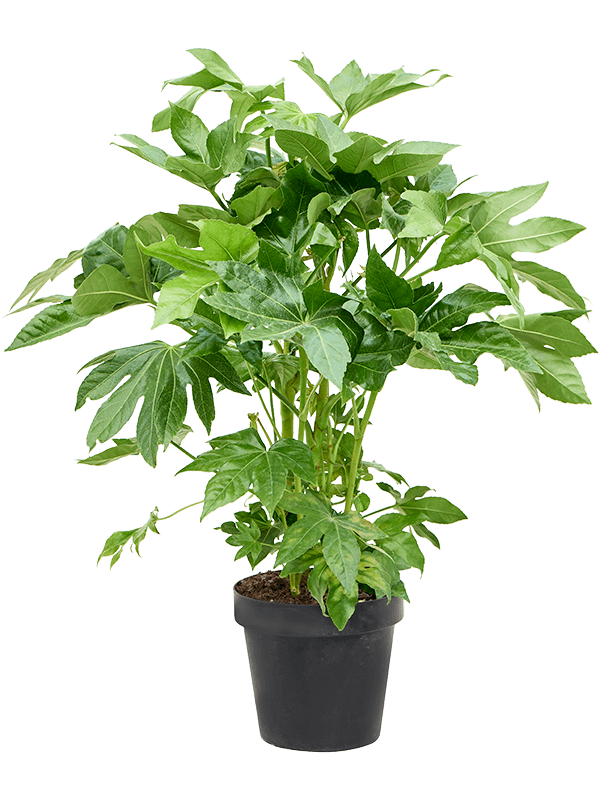 Fatsia japonica (90-110)