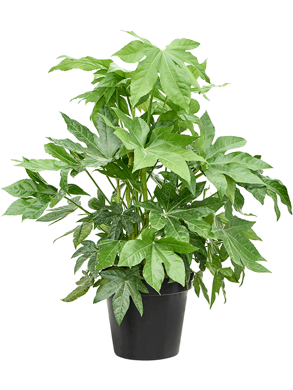 Fatsia japonica