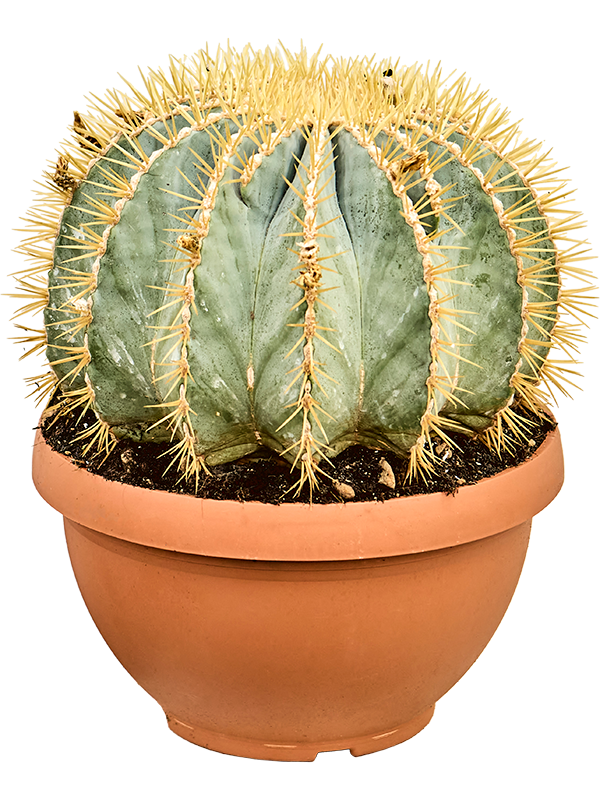 Ferocactus glaucescens