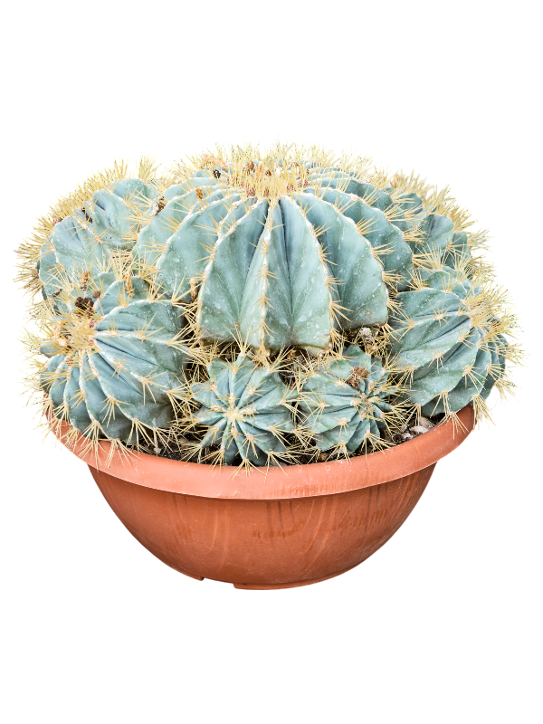 Ferocactus glaucescens