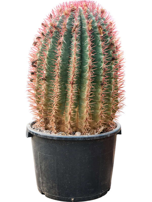 Ferocactus stainesii