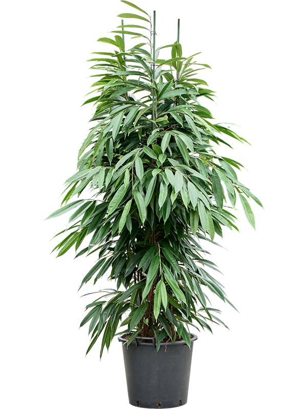 Ficus binnendijkii 'Amstel King'