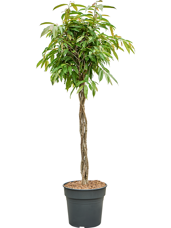 Ficus binnendijkii 'Amstel King'