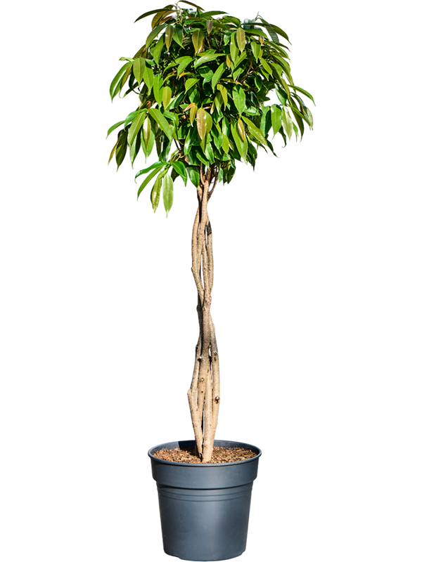 Ficus binnendijkii 'Amstel King'