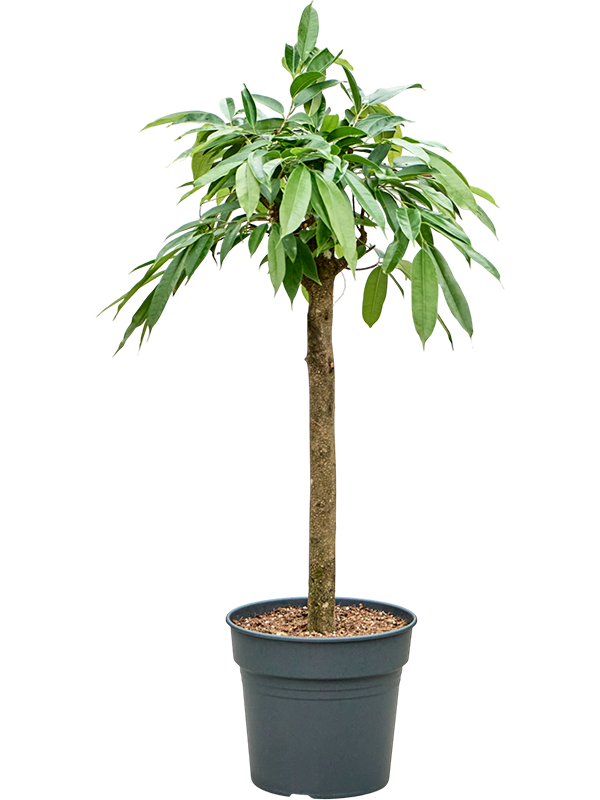 Ficus binnendijkii 'Amstel King'
