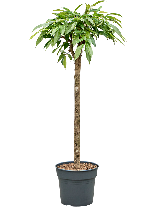Ficus binnendijkii 'Amstel King'