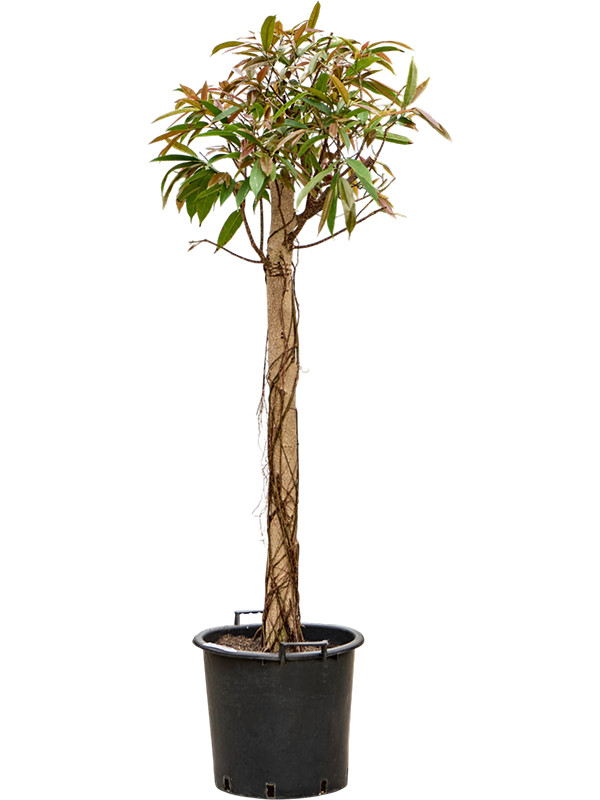 Ficus binnendijkii 'Amstel King' (180-220)