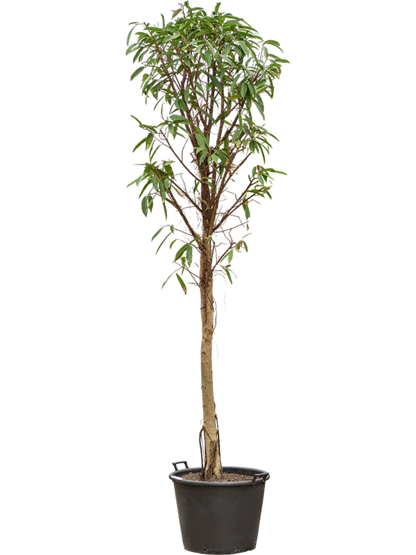 Ficus binnendijkii 'Amstel King' (280-320)