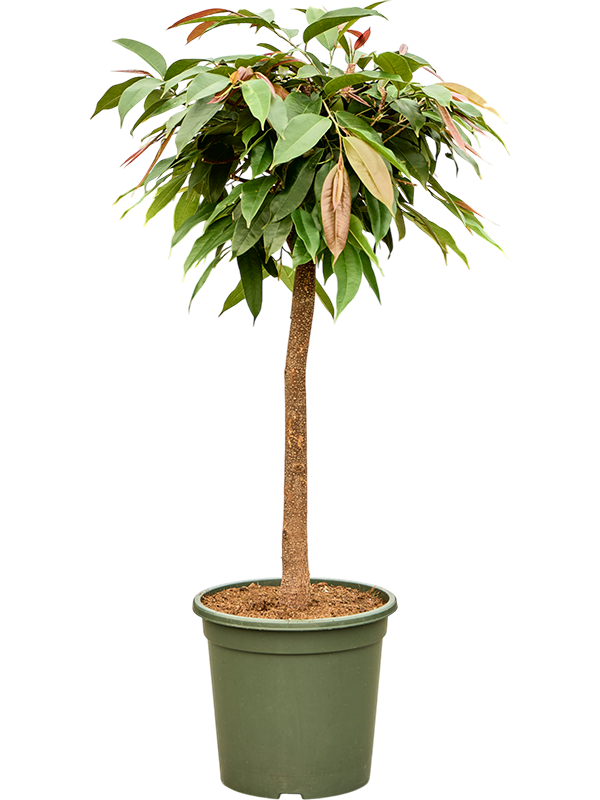 Ficus binnendijkii 'Amstel King'