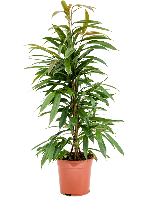Ficus binnendijkii 'Amstel King'