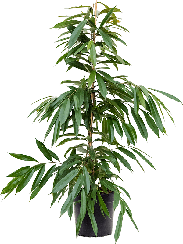 Ficus binnendijkii 'Amstel King'