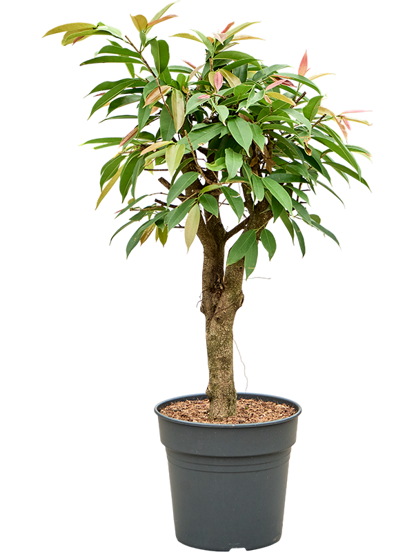 Ficus binnendijkii 'Amstel King'