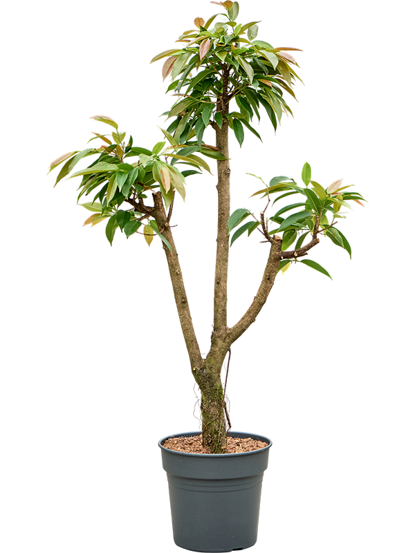 Ficus binnendijkii 'Amstel King'