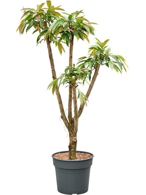 Ficus binnendijkii 'Amstel King'