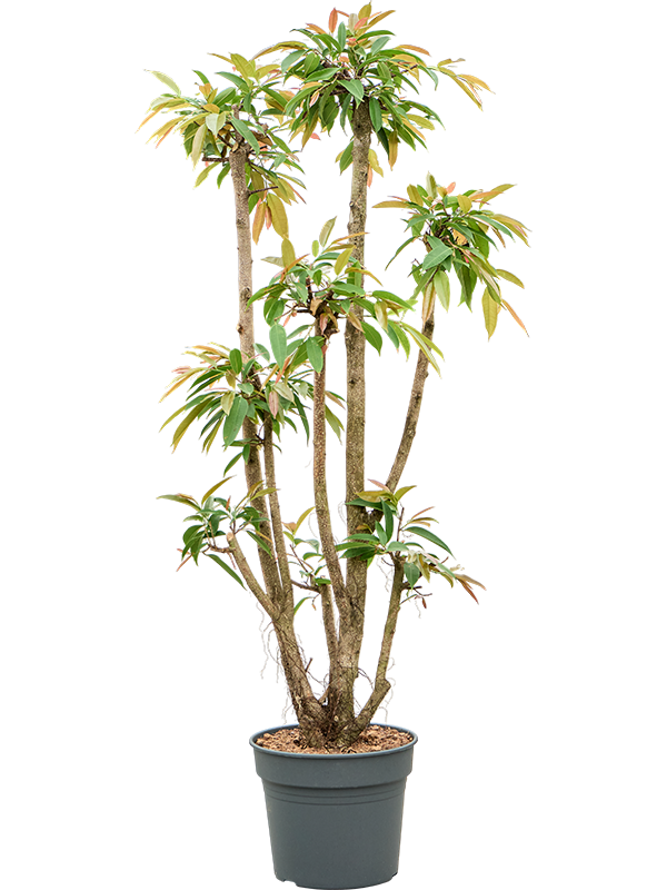 Ficus binnendijkii 'Amstel King'