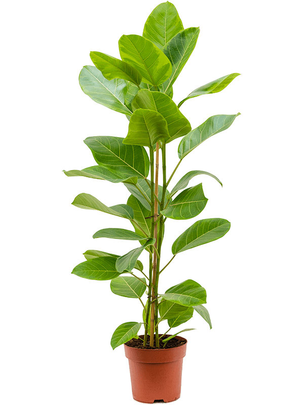 Ficus altissima 'Yellow Gem'