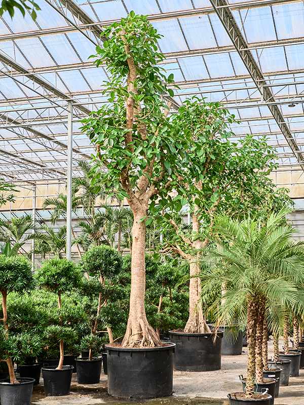 Ficus altissima