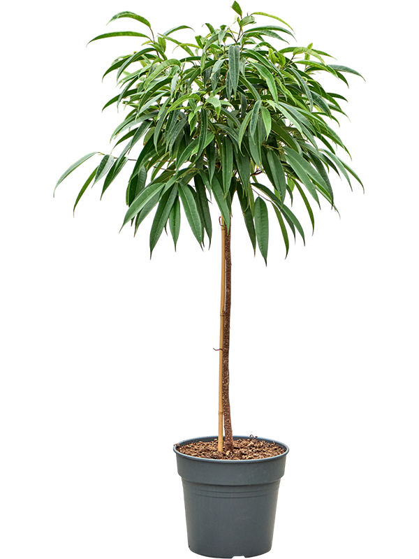 Ficus binnendijkii 'Alii'