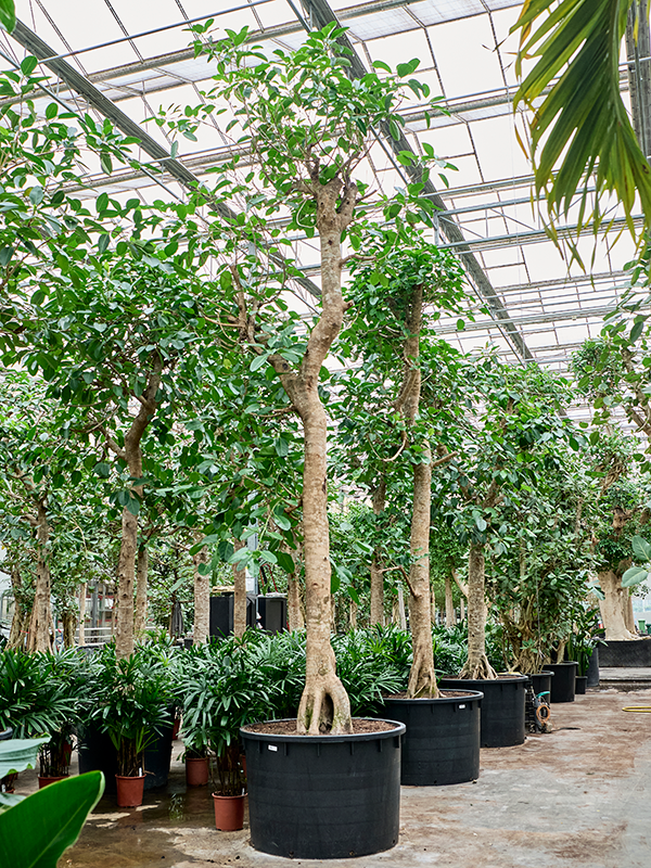 Ficus altissima