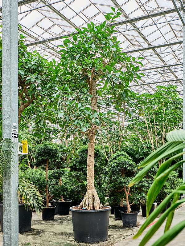 Ficus altissima