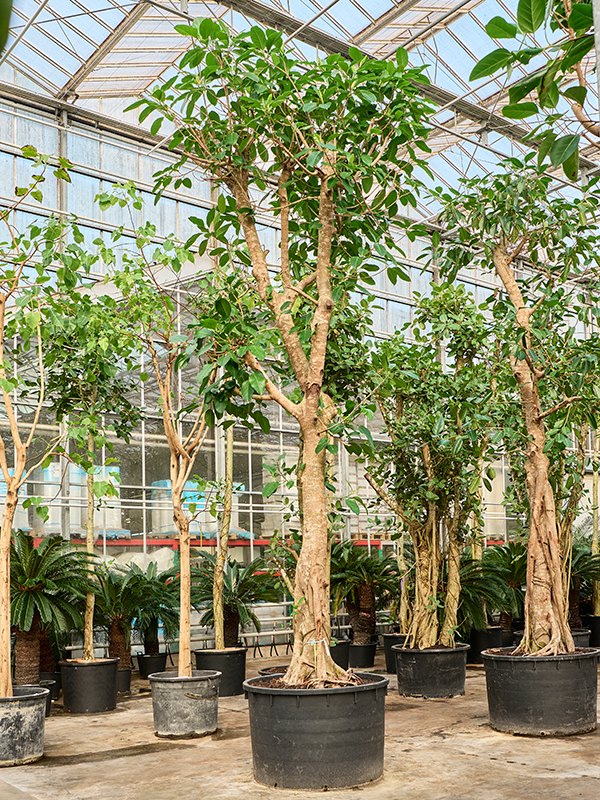 Ficus altissima