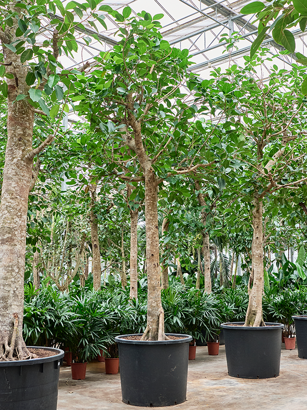 Ficus altissima