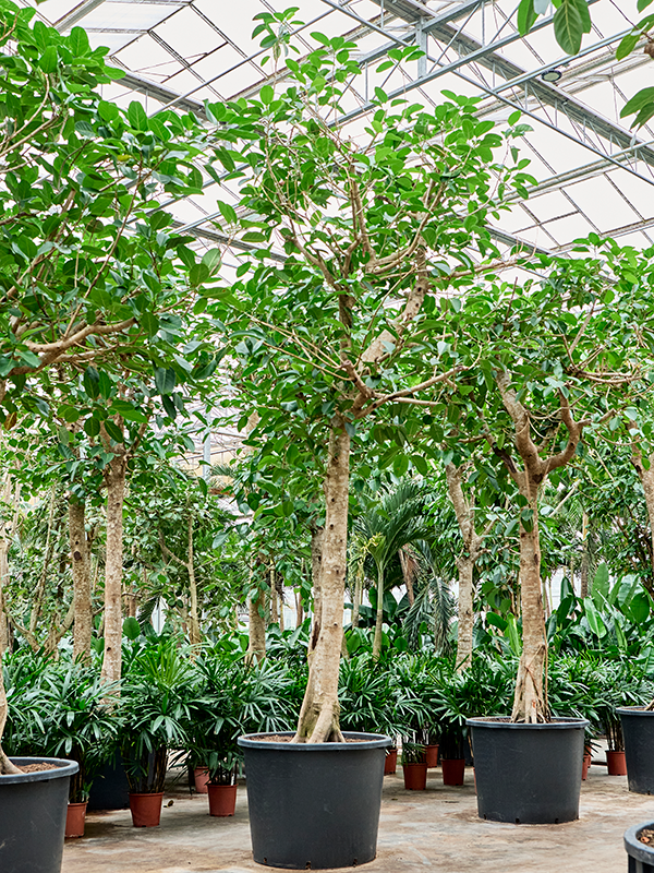 Ficus altissima