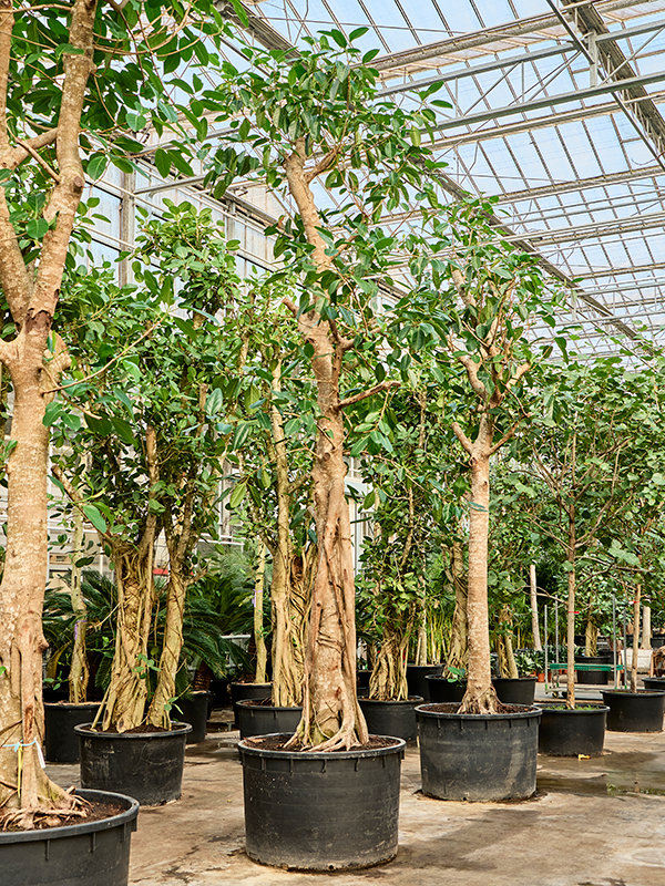 Ficus altissima