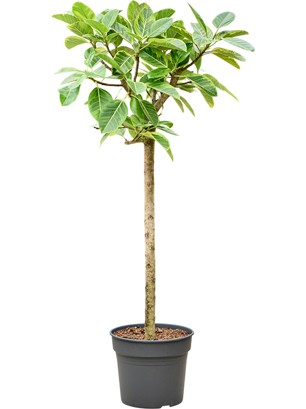 Ficus altissima 'Variagata'