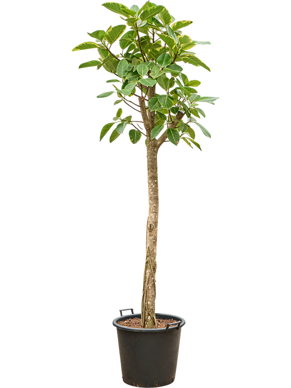 Ficus altissima 'Variagata'