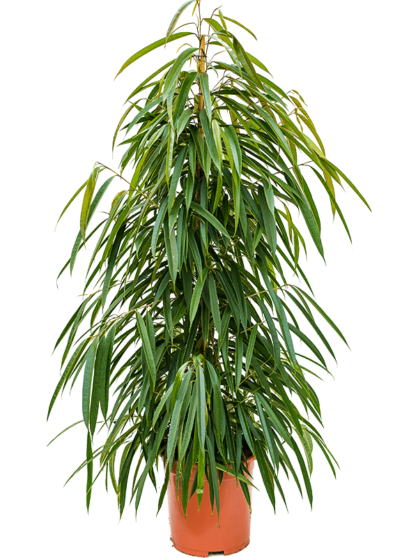 Ficus binnendijkii 'Alii'