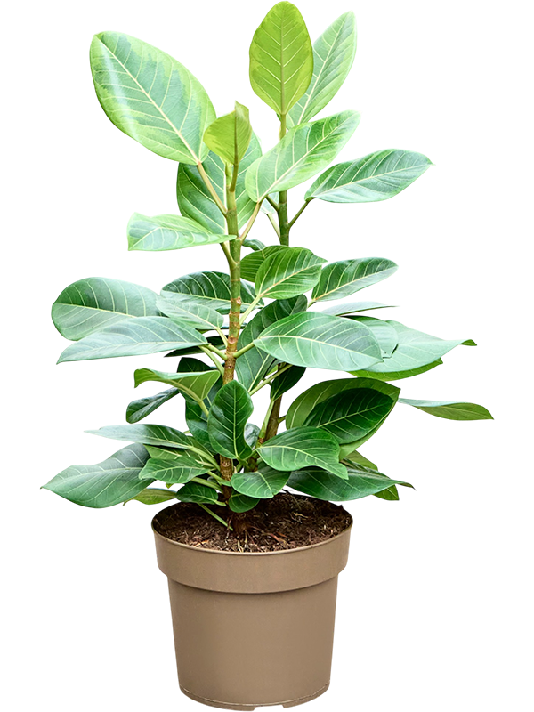 Ficus altissima