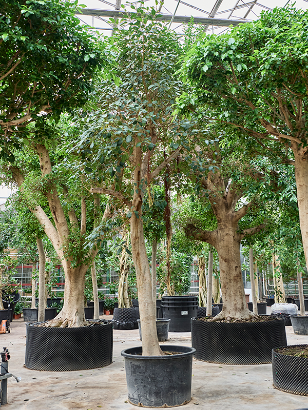 Ficus rubiginosa 'Australis'